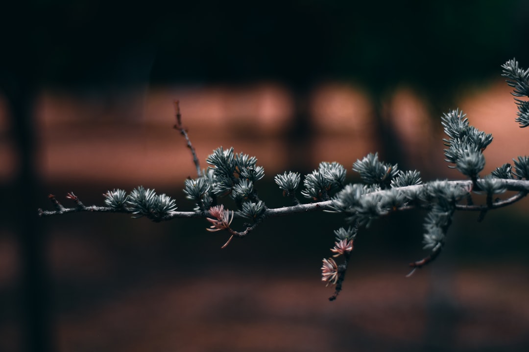 white snow on brown stem