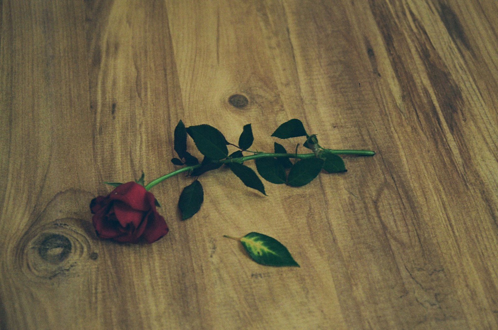 a single red rose on a wooden table