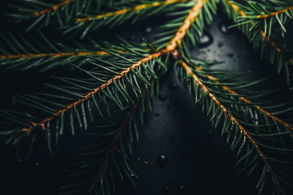 green leaves with water droplets