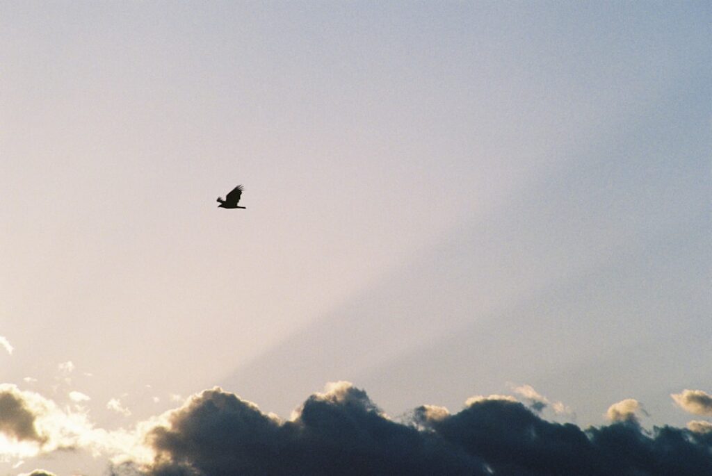 black bird flying over white clouds during daytime