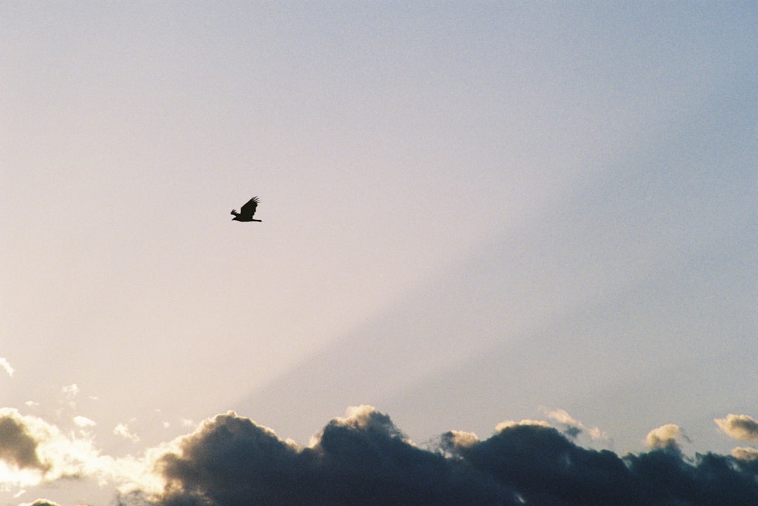 black bird flying over white clouds during daytime